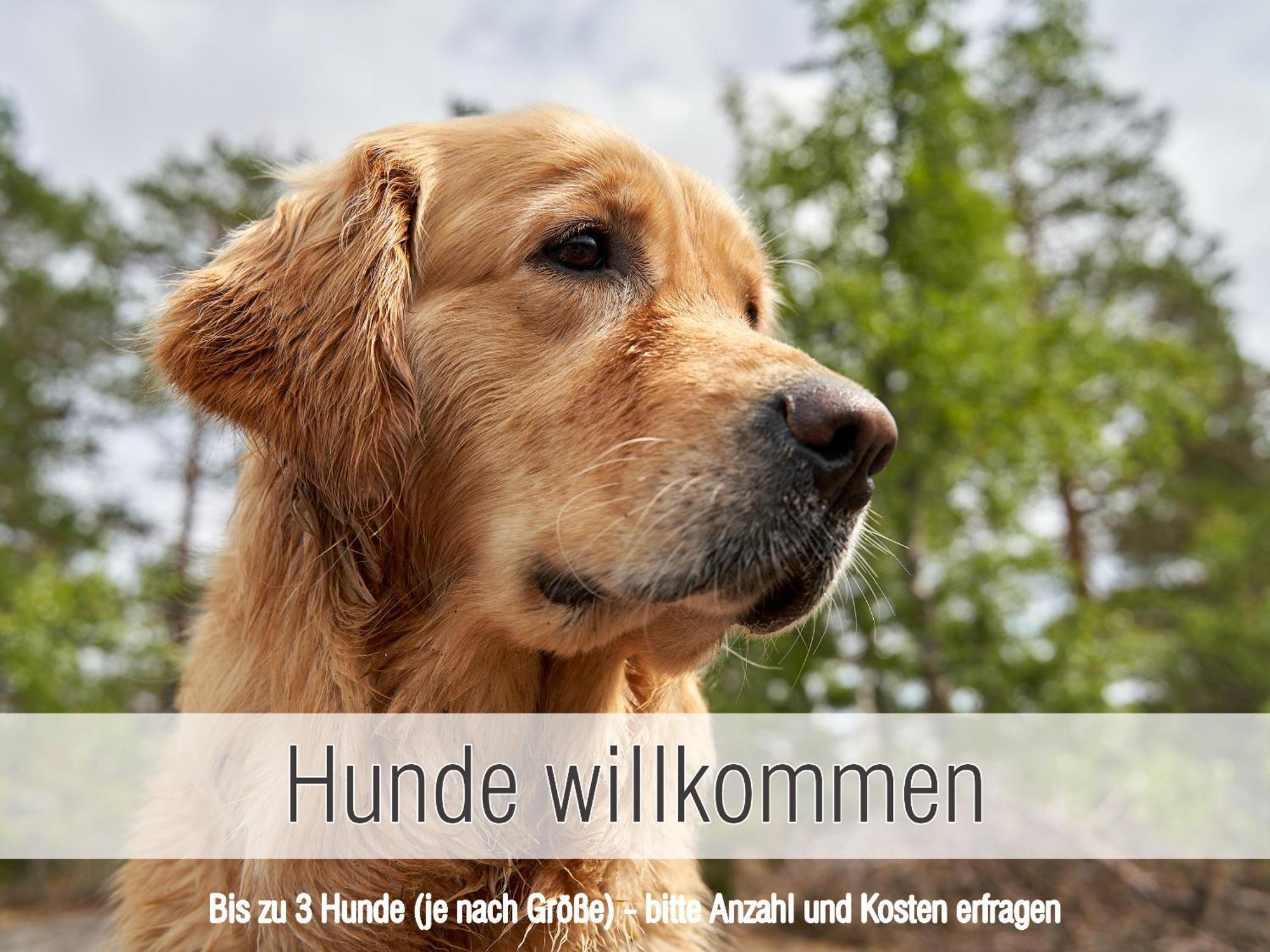 Huette41: Ganze Huette Nah Am See Mit Privatem Whirlpool, Sauna. Umzaeunt. Waldkirchen Eksteriør bilde